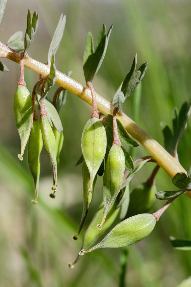 Image of Corydalis solida specimen.