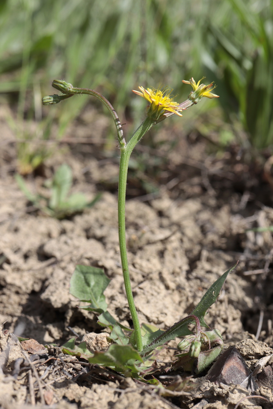 Изображение особи Zacintha verrucosa.