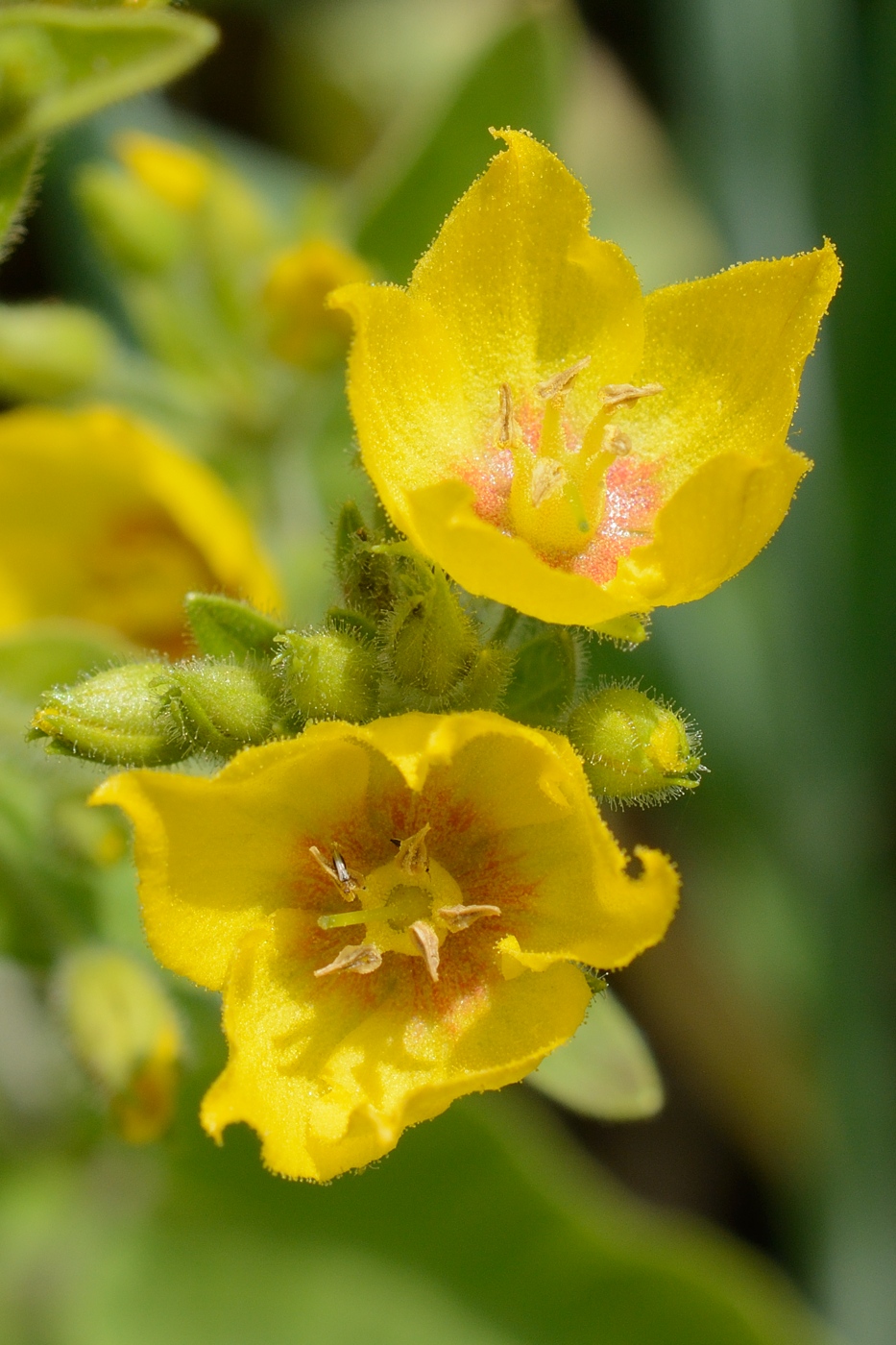 Image of Lysimachia verticillaris specimen.