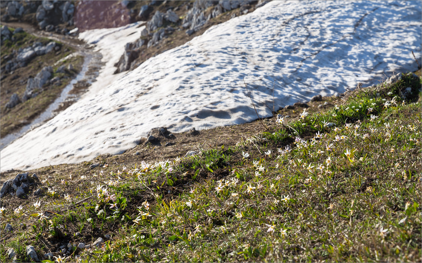 Изображение особи Erythronium caucasicum.