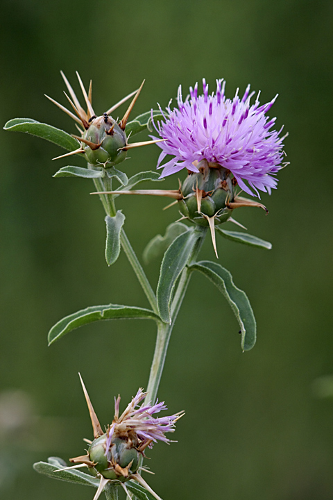 Image of Centaurea iberica specimen.