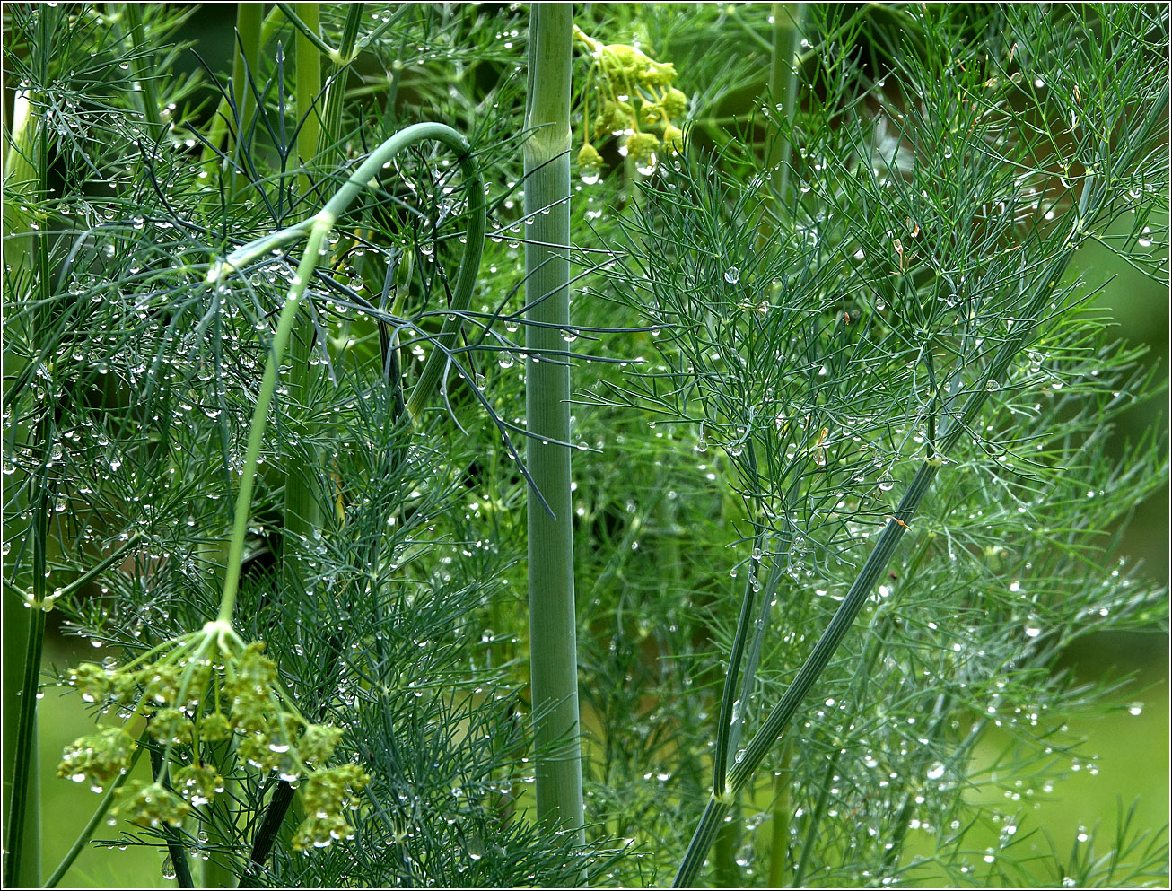 Изображение особи Anethum graveolens.