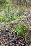 Muscari botryoides. Цветущие растения. Санкт-Петербург, Петродворцовый р-н, заказник «Южное побережье Невской Губы», участок Кронштадтская колония, у тропы. 21.05.2022.