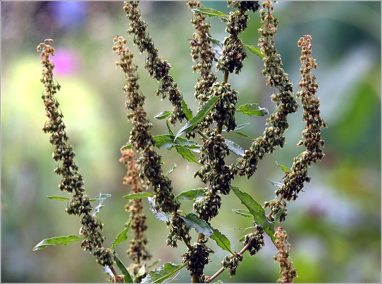 Изображение особи Rumex sylvestris.