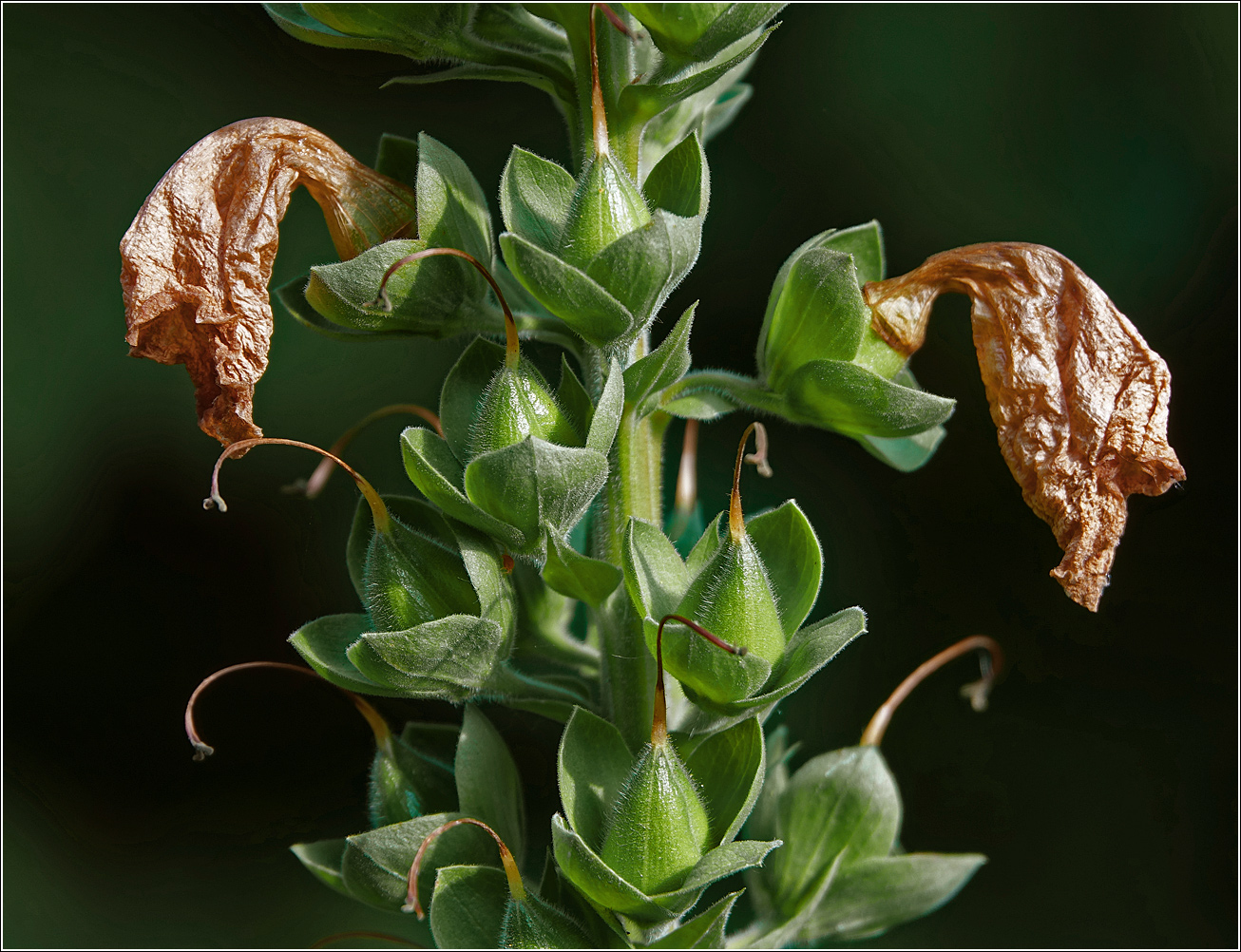 Image of Digitalis purpurea specimen.