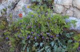 Vicia japonica