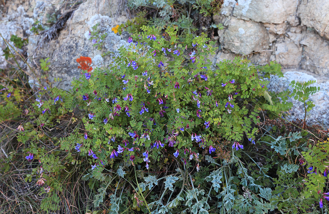 Image of Vicia japonica specimen.