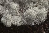 Cladonia stellaris