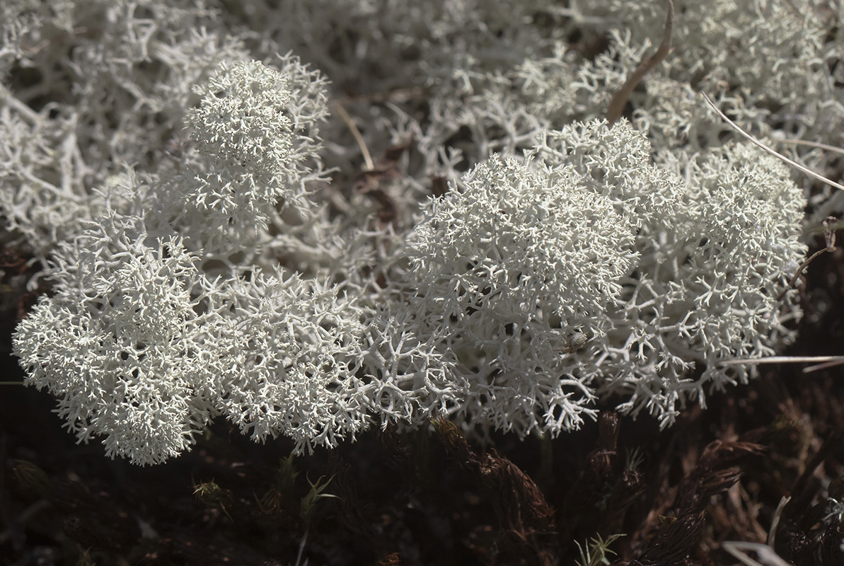 Image of Cladonia stellaris specimen.