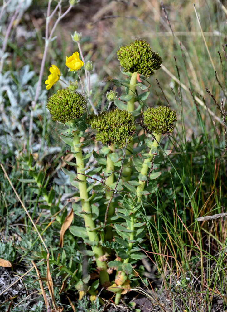 Изображение особи Rhodiola heterodonta.