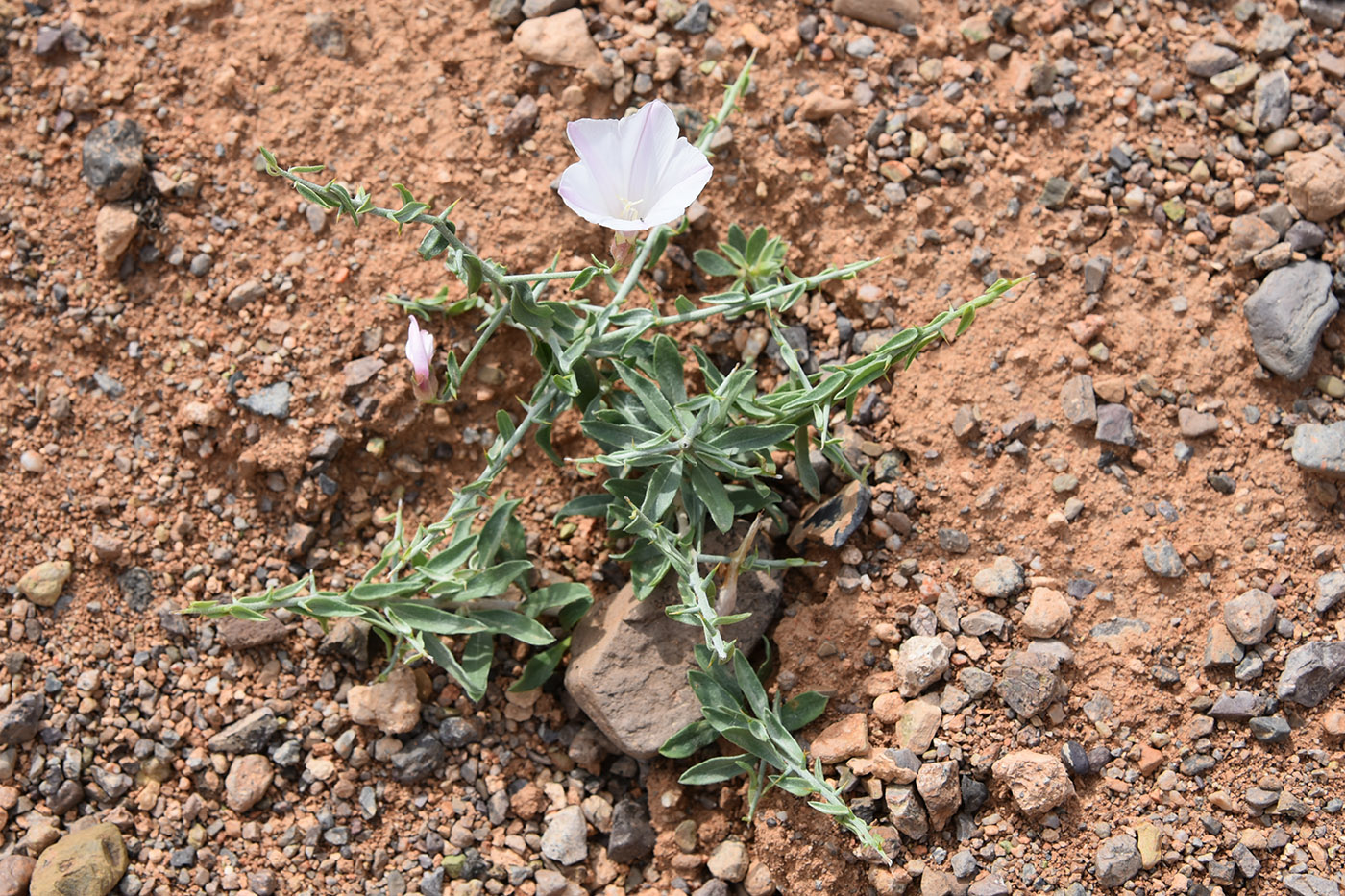 Изображение особи Convolvulus fruticosus.