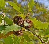 Quercus libani. Часть ветви с плодами. Крым, Южный Берег, Никитский ботанический сад, в культуре. 29.10.2021.