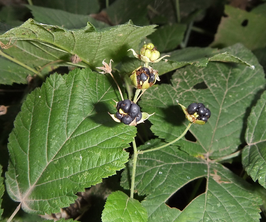 Изображение особи Rubus caesius.