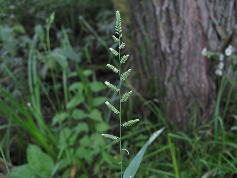 Изображение особи Beckmannia eruciformis.