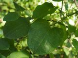 Smilax lasioneura