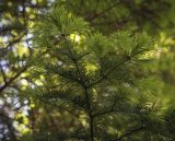 Abies sibirica