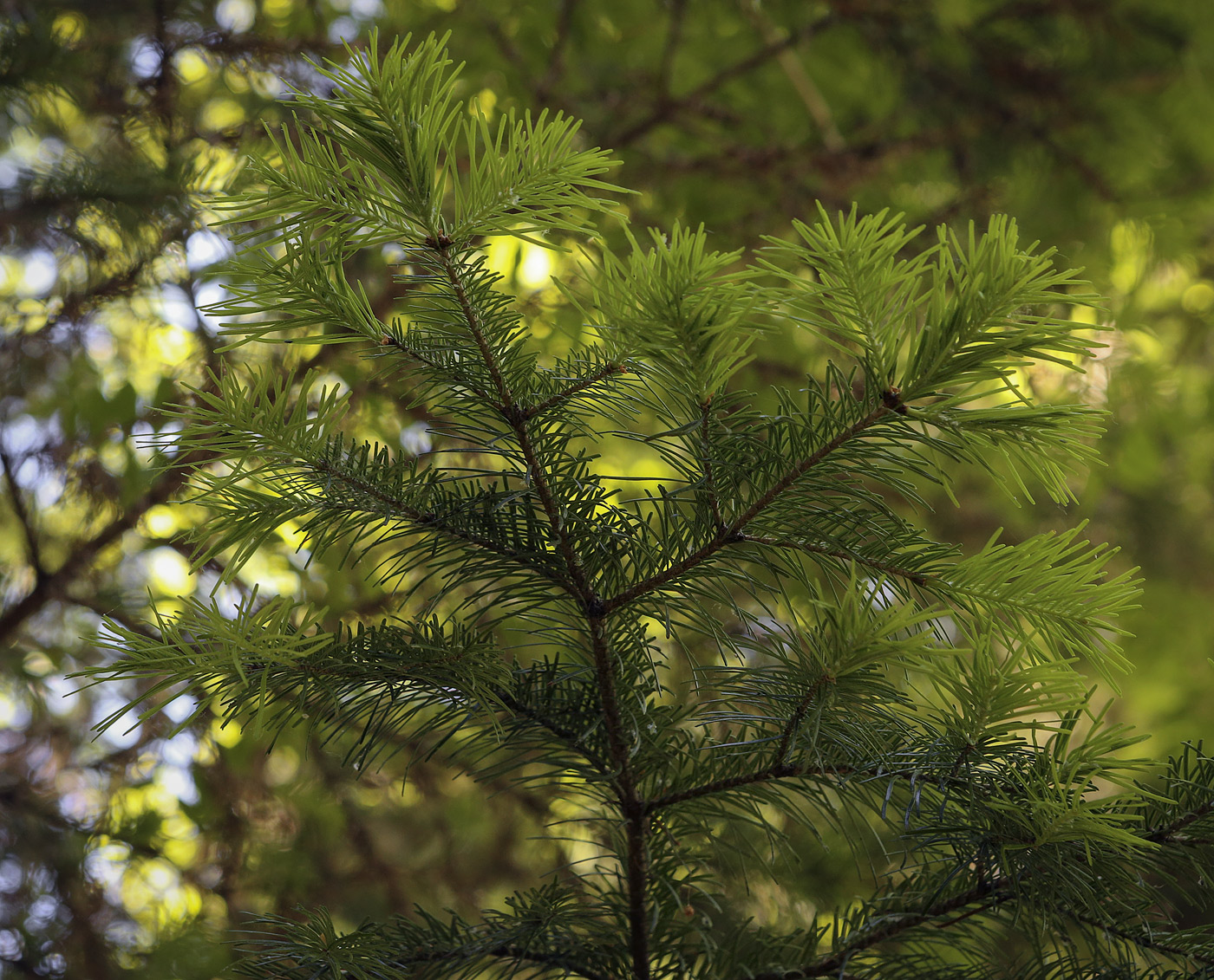 Image of Abies sibirica specimen.