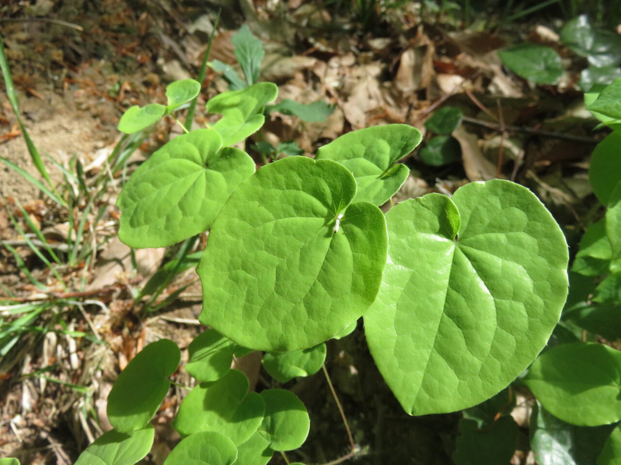 Image of Epimedium pubigerum specimen.