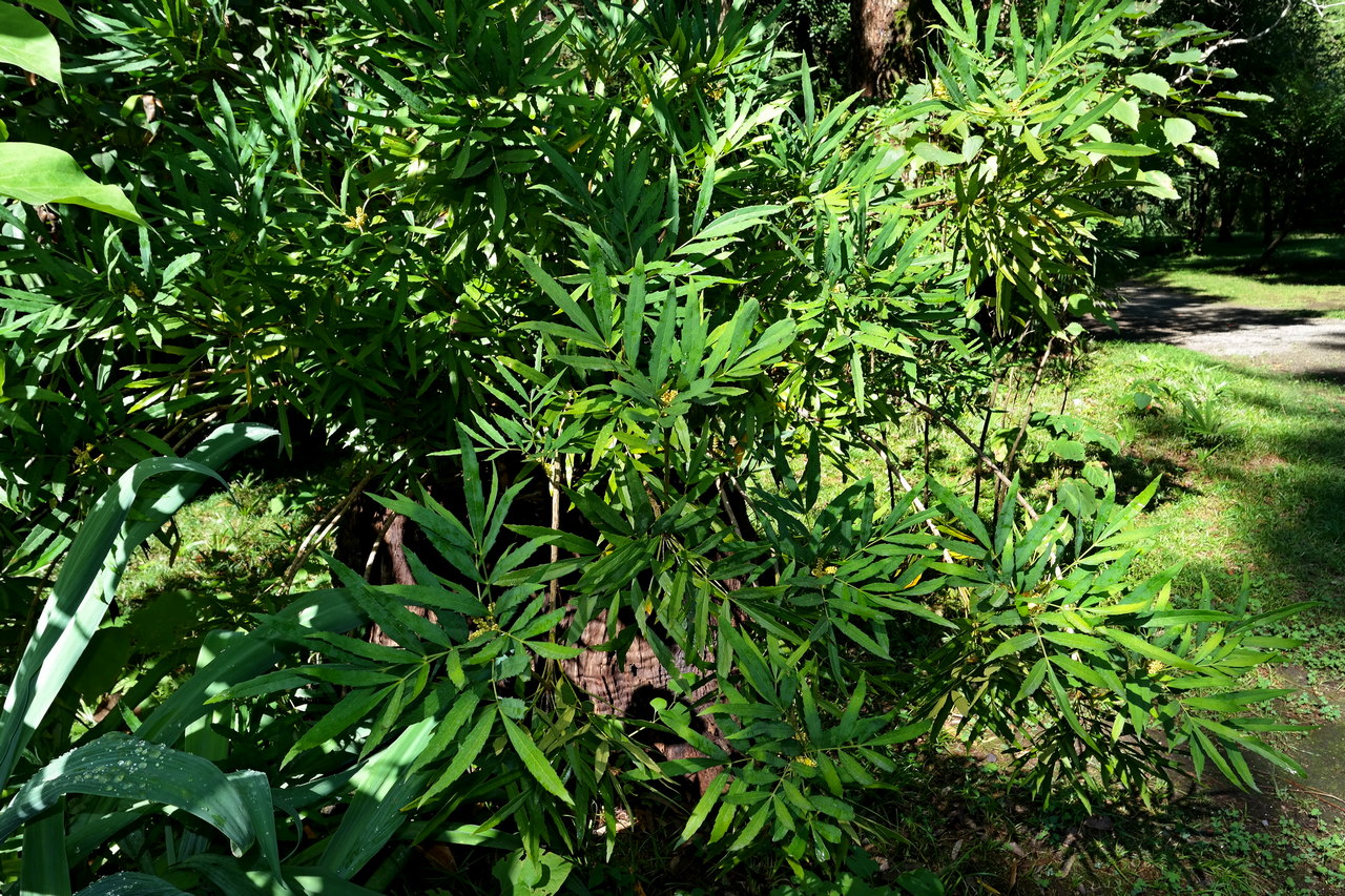 Image of Mahonia fortunei specimen.
