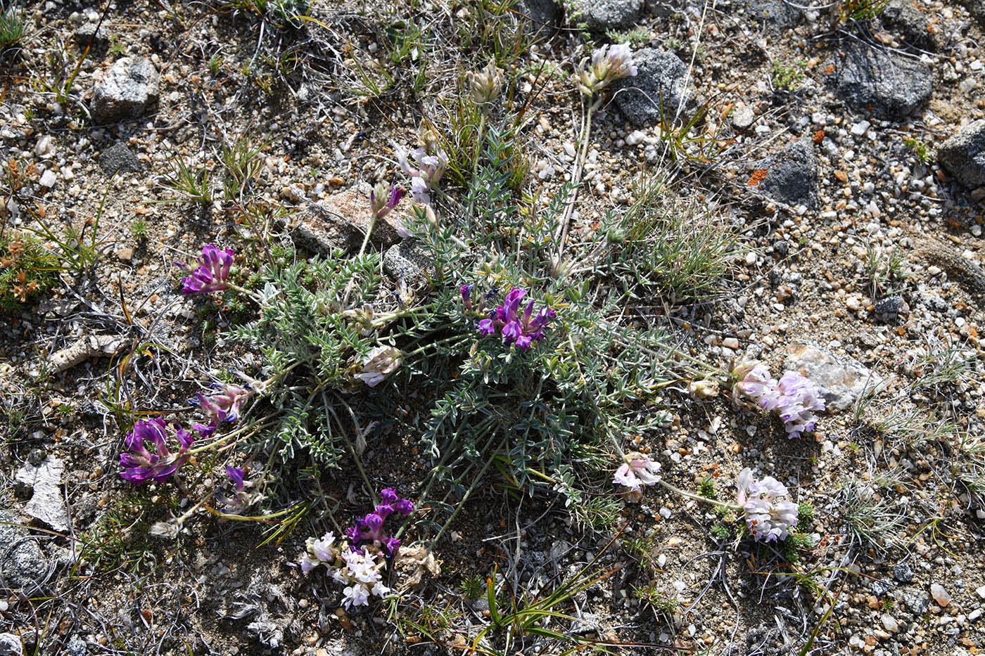 Изображение особи Oxytropis turczaninovii.