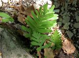 Polypodium vulgare. Молодые спороносящие растения. Краснодарский край, окр. г. Сочи, ур. Орлиные скалы, широколиственный лес, щебнистый склон. 09.09.2022.