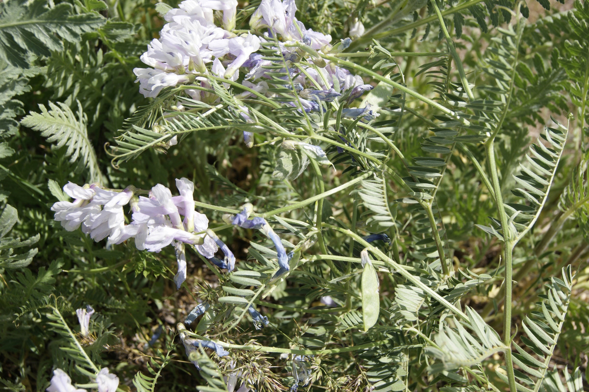 Image of Vicia nissoliana specimen.
