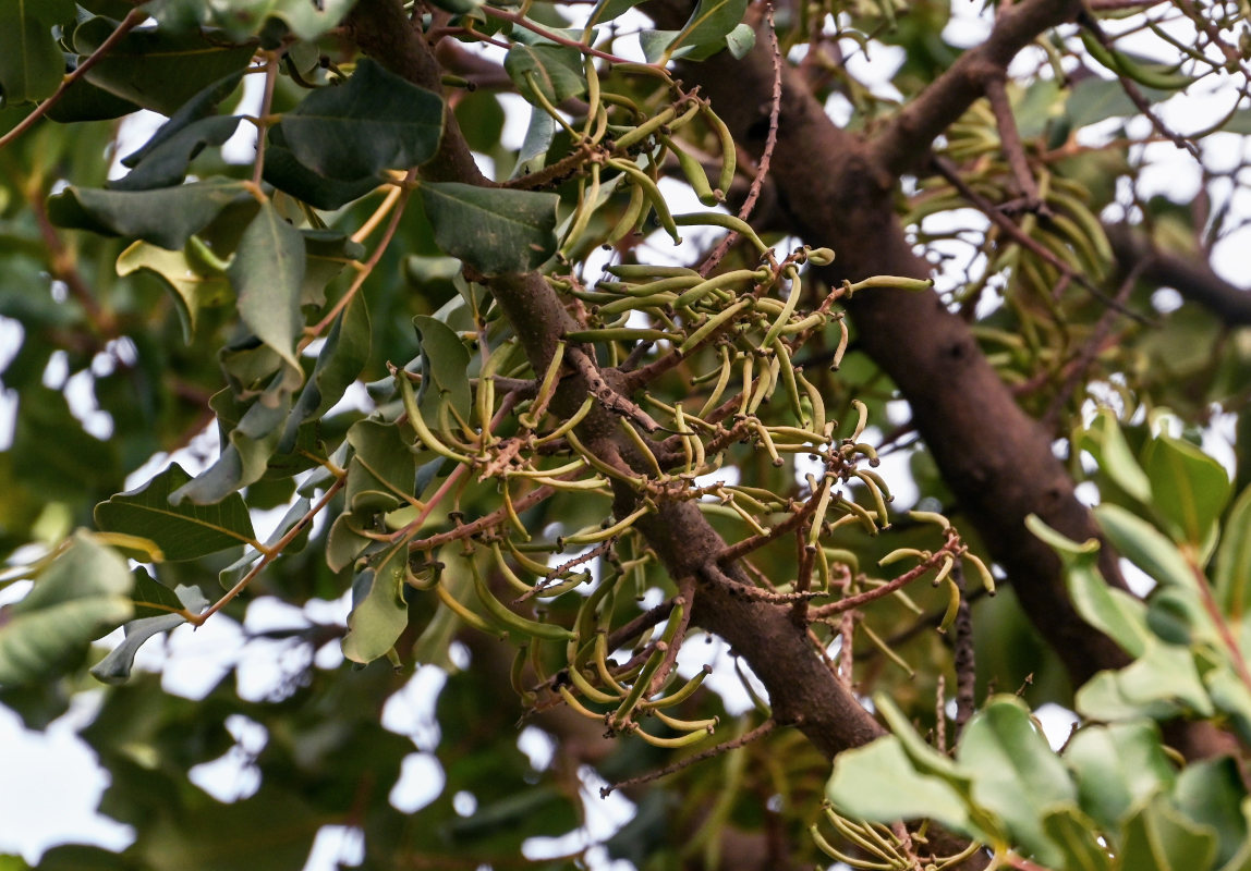 Изображение особи Ceratonia siliqua.