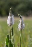 Plantago maxima. Верхушки побегов с соцветиями. Волгоградская обл., Иловлинский р-н, окр. хут. Вилтов, дол. р. Дон, разнотравная степь. 31.05.2022.