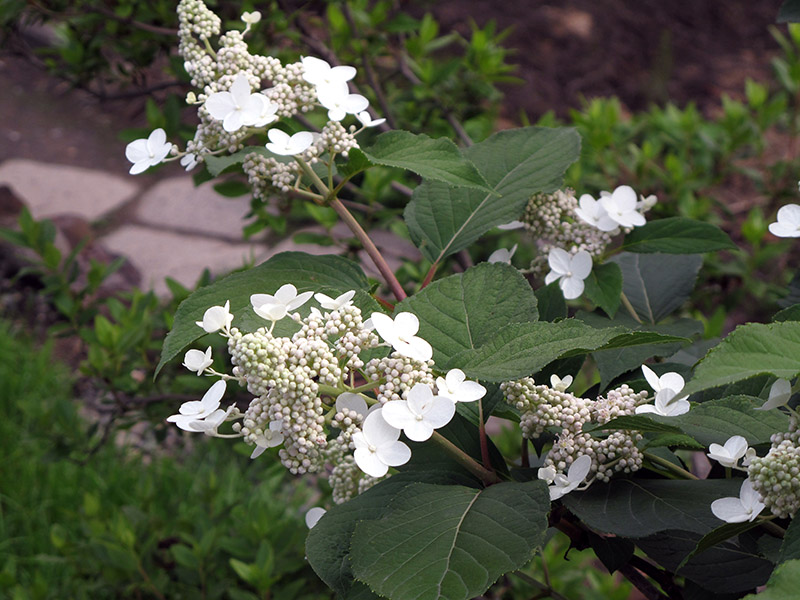 Image of Hydrangea paniculata specimen.