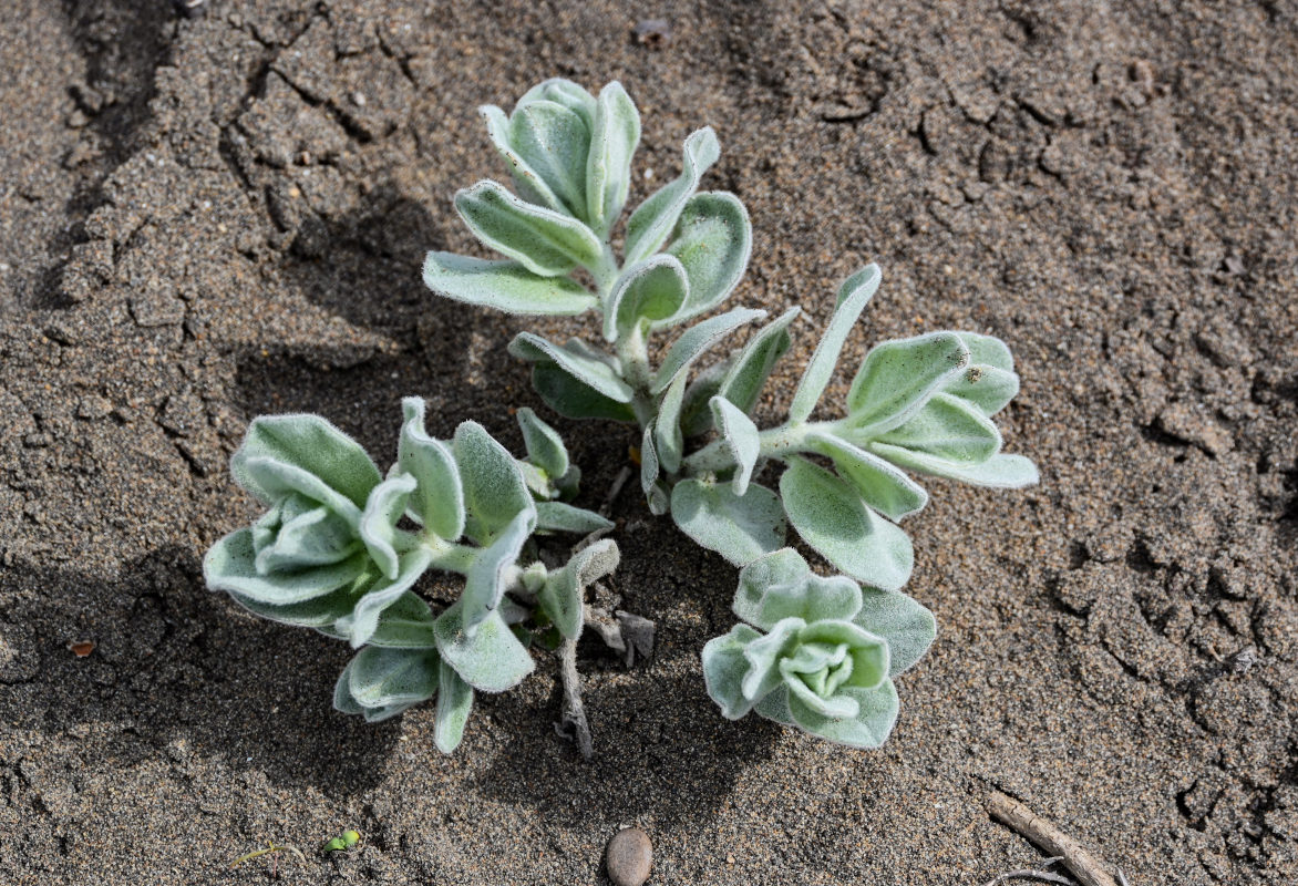 Image of Convolvulus persicus specimen.