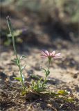 Tragopogon marginifolius. Цветущее растение. Казахстан, Мангистауская обл., Тупкараганский р-н, плато Тюб-Караган, песчано-глинистая пустыня. 08.06.2022.