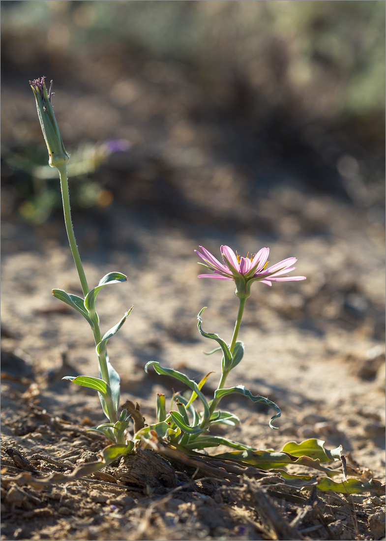 Image of Tragopogon marginifolius specimen.