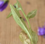 Campanula hohenackeri разновидность darialica. Лист (вид на абаксиальную поверхность). Республика Ингушетия, Джейрахский р-н, рядом с альплагерем \"Кязи\"; выс. 1980 м н.у.м., луг. 22 июля 2022 г.