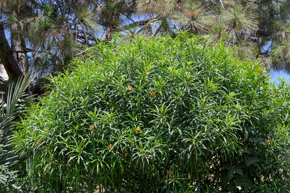 Image of Thevetia peruviana specimen.