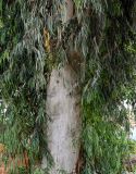 род Eucalyptus. Часть ствола и ветви. Египет, мухафаза Асуан, храмовый комплекс Абу-Симбел, в культуре. 04.05.2023.