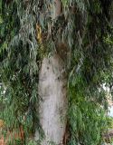 genus Eucalyptus. Часть ствола и ветви. Египет, мухафаза Асуан, храмовый комплекс Абу-Симбел, в культуре. 04.05.2023.