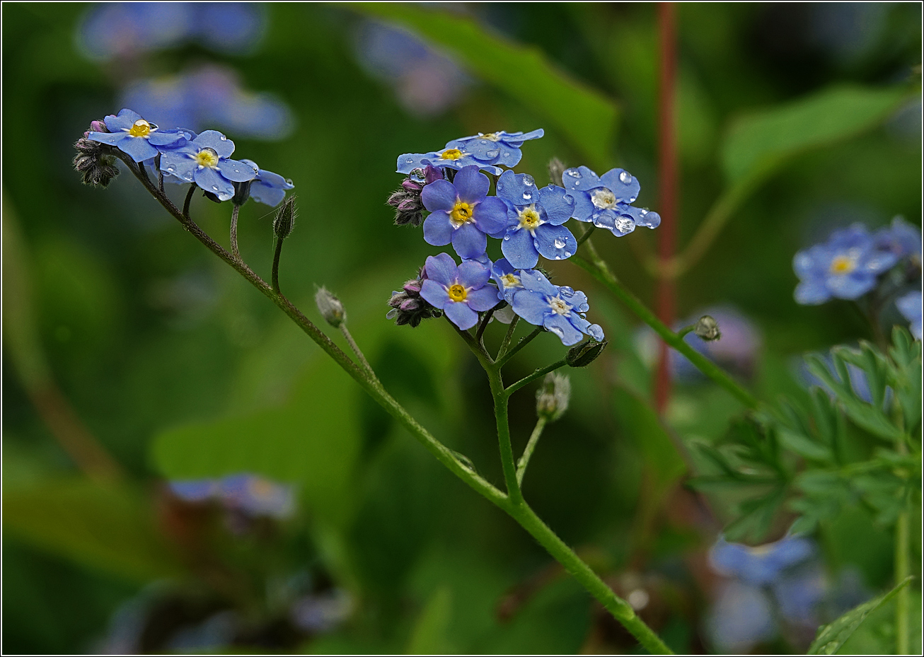 Изображение особи Myosotis sylvatica.