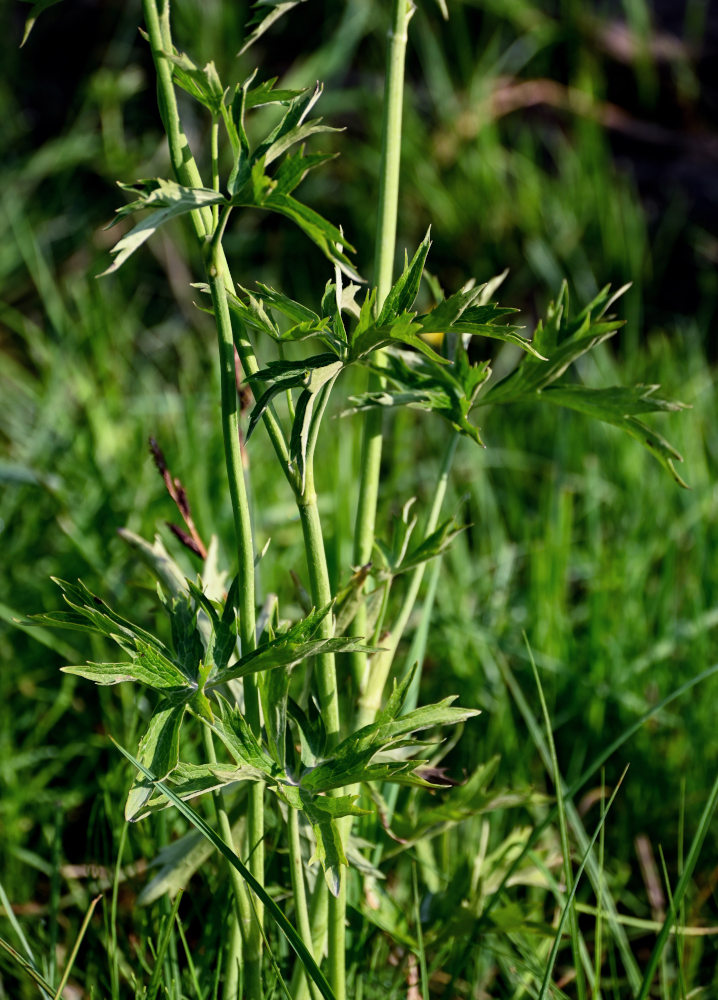 Image of Ranunculus brevirostris specimen.