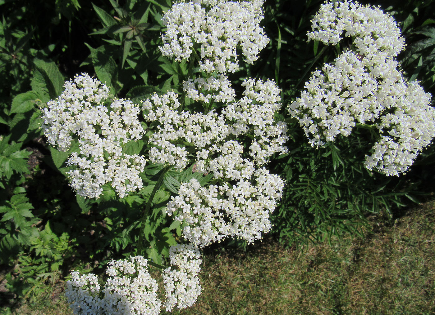 Image of Valeriana officinalis specimen.