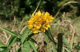 Lysimachia vulgaris