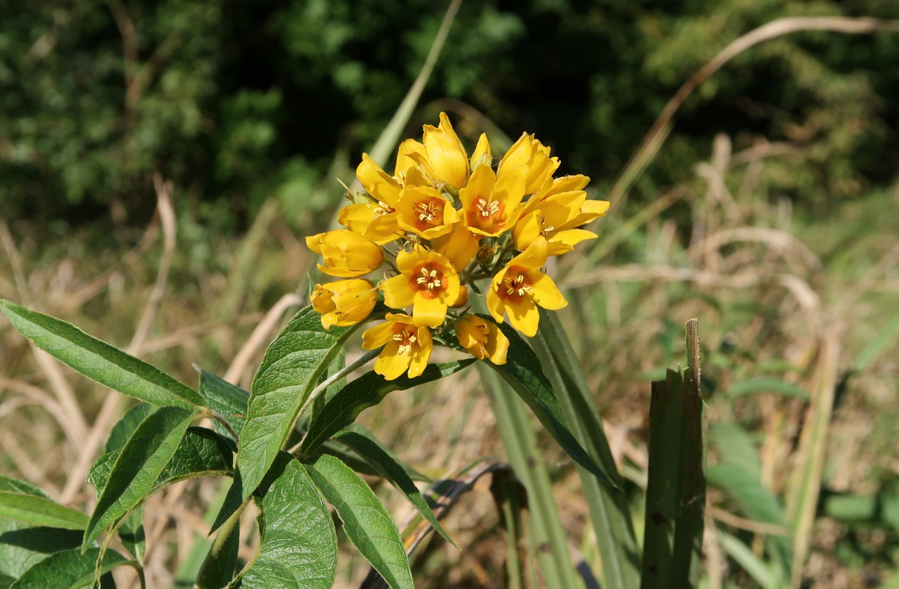 Изображение особи Lysimachia vulgaris.