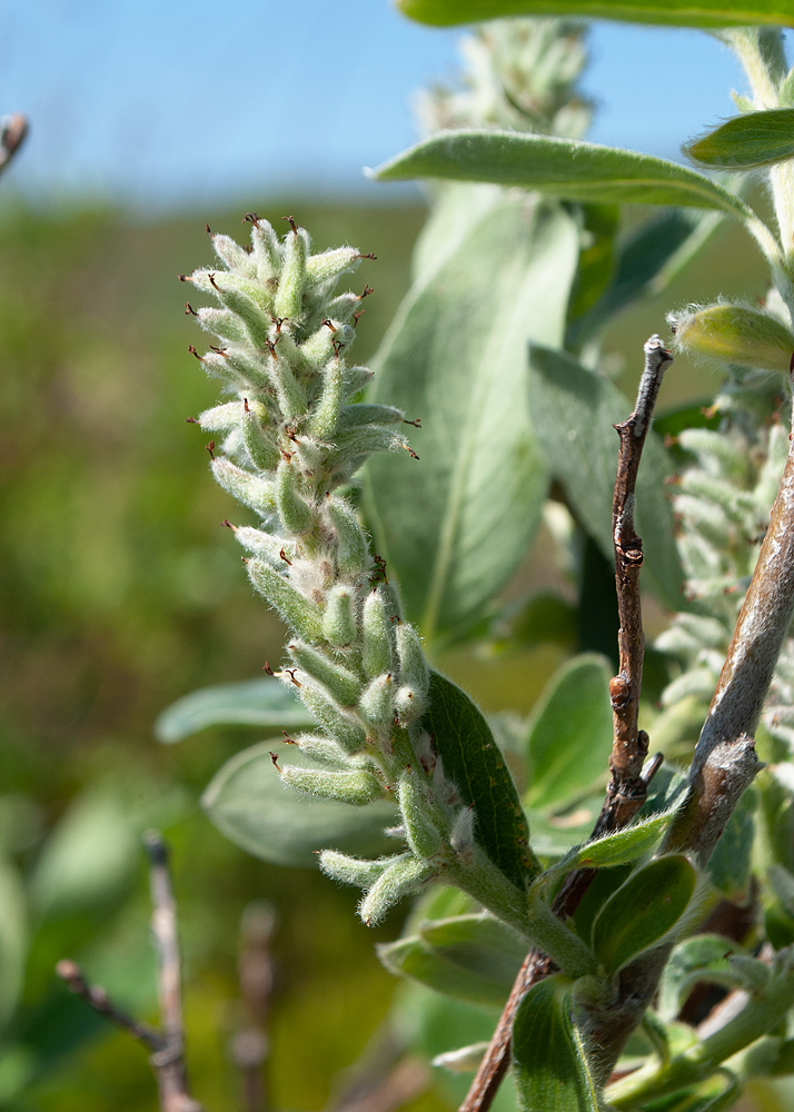 Image of Salix glauca specimen.