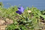 Platycodon grandiflorus. Верхушка цветущего растения. Приморский край, Владивостокский ГО, о. Желтухина, бровка обрыва вдоль тропы над морем. 17.08.2023.