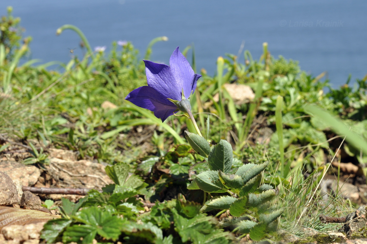 Image of Platycodon grandiflorus specimen.