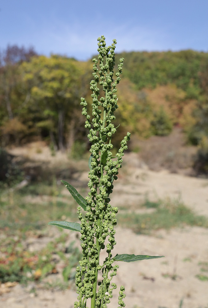 Image of Oxybasis urbica specimen.