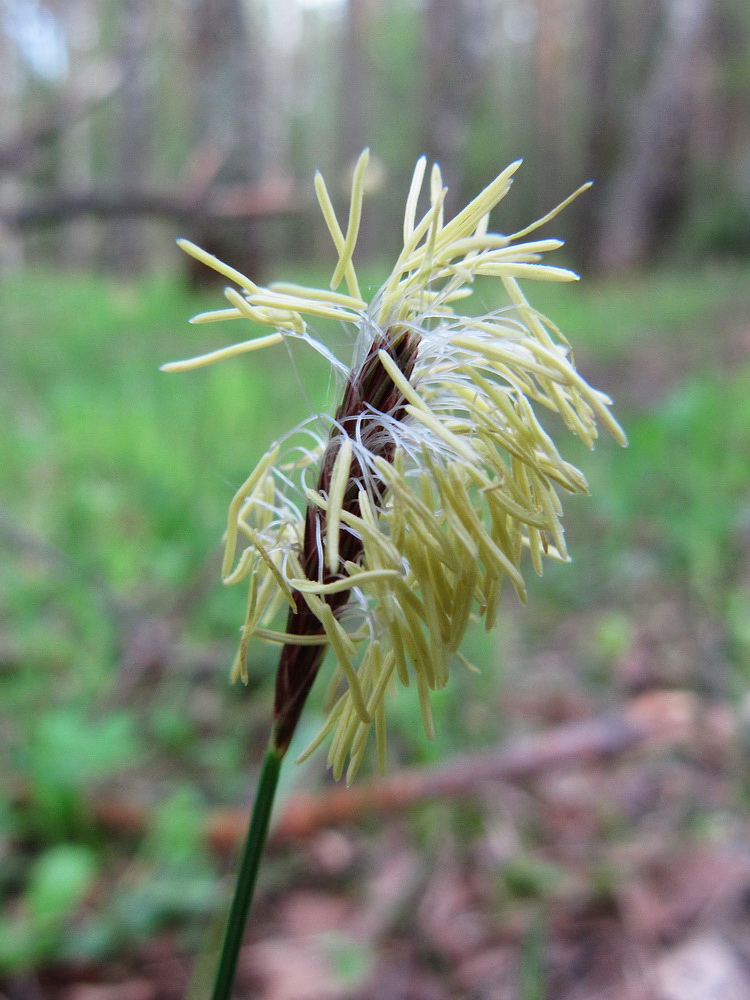 Изображение особи Carex pilosa.