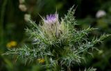 Cirsium obvallatum