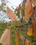 Cerasus avium