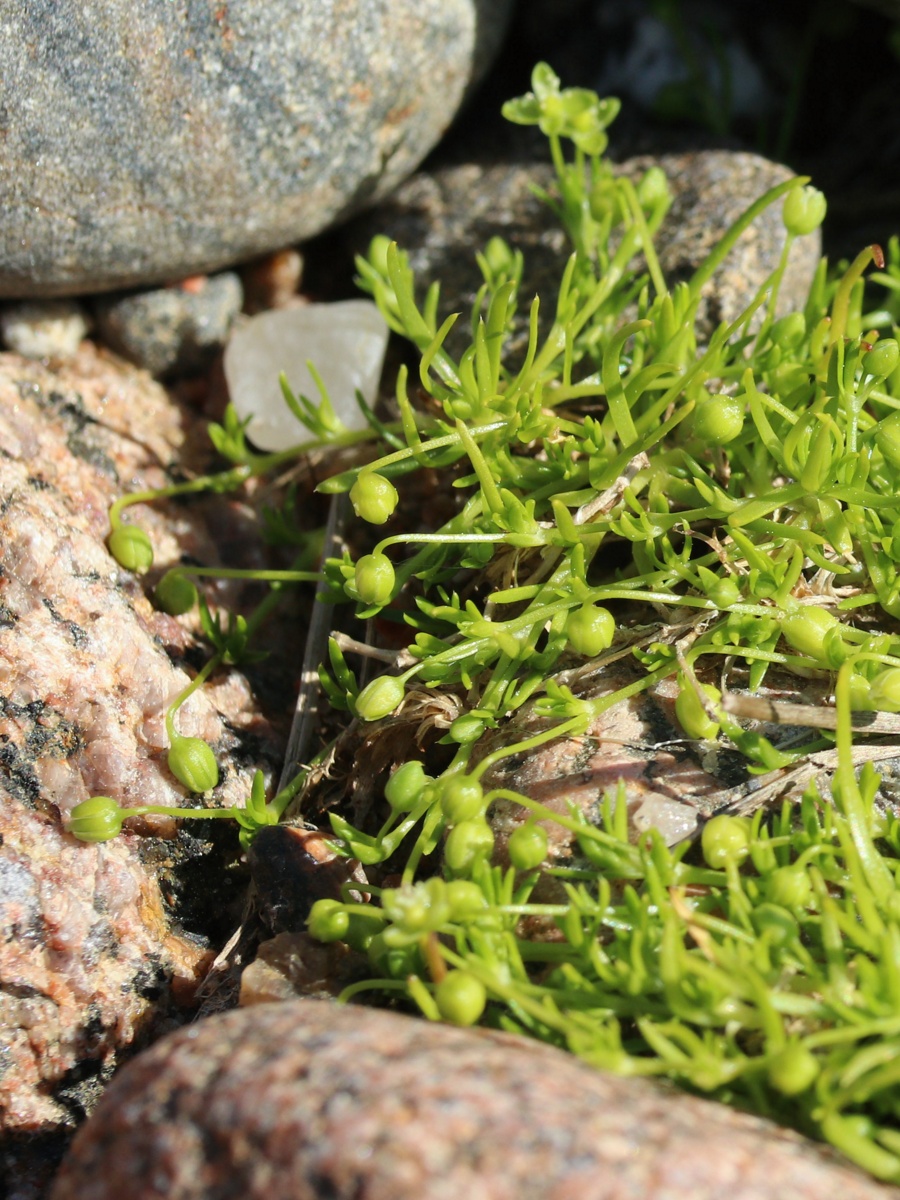 Изображение особи Sagina procumbens.