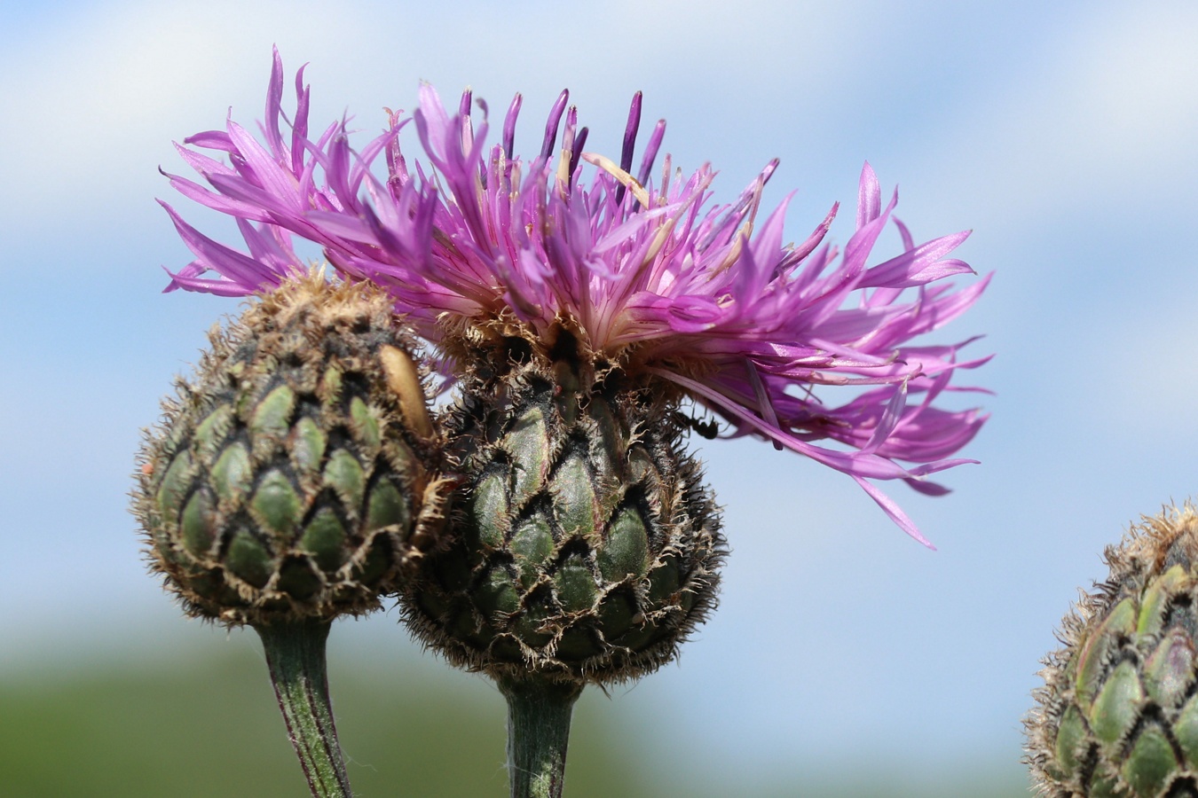 Image of Centaurea scabiosa specimen.